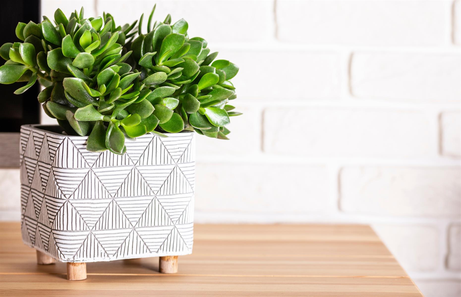 Toxic plant: jade plant (Crassula ovata)